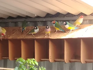 Birds - Ad posted by Lizy Marais