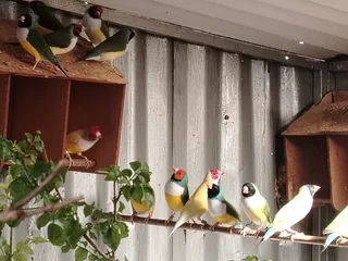 Birds - Ad posted by Lizy Marais