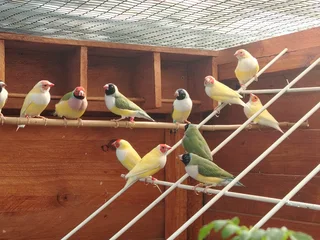 Birds - Ad posted by Lizy Marais