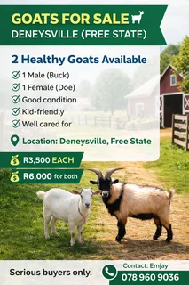 Goats for Sale