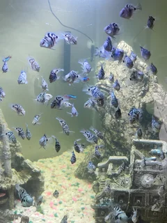 Polar Blue Parrot Baby Fishes