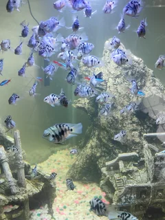 Polar Blue Parrot Baby Fishes