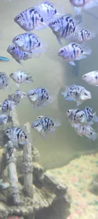 Polar Blue Parrot Baby Fishes