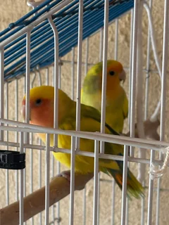 Pair of lovebirds