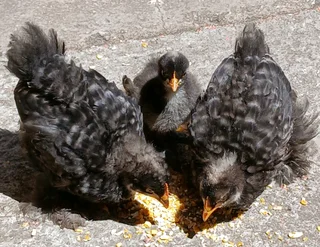Pekin Bantam