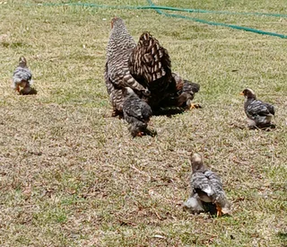 Pekin Bantam
