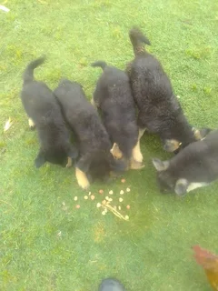 Dogs - Ad posted by Cliff Putsoane