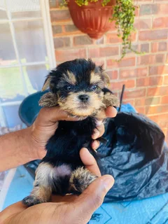 Yourkie pups check if anyone  wants  to buy