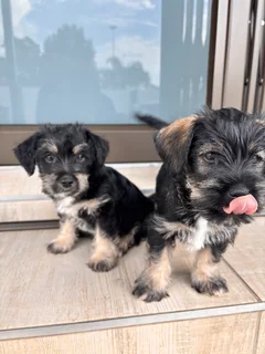 Pupp - Ad posted by Nono Lekhanya