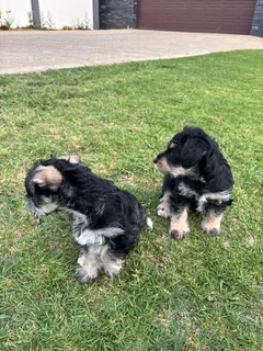 Pupp - Ad posted by Nono Lekhanya