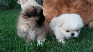 Pekingese puppies