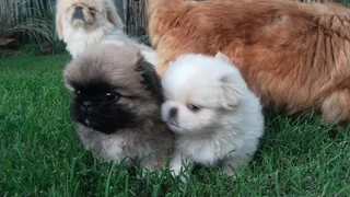 Pekingese puppies