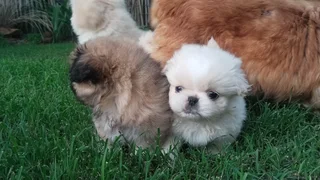 Pekingese puppies