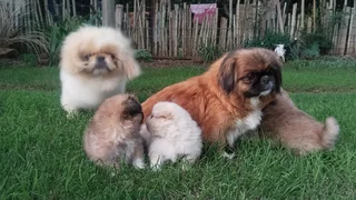 Pekingese puppies