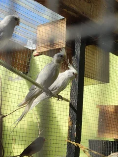 Birds - Ad posted by Faizal animals