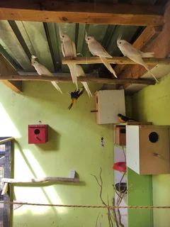 Birds - Ad posted by Faizal animals