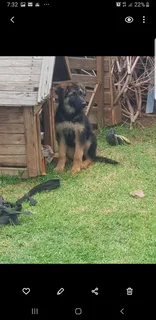 Female German shepherd for sale