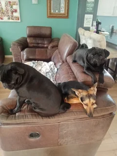 Pet  and  House  Sitting