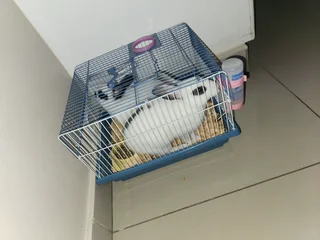 Rabbits dwarf Netherlands