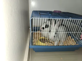 Rabbits dwarf Netherlands