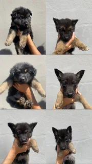 German shepherd puppies