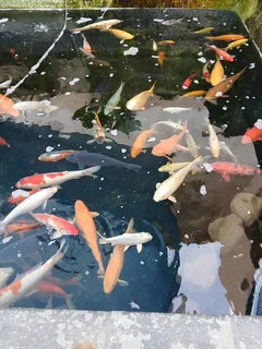 Koi fish