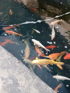 Koi fish