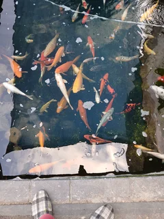 Koi fish