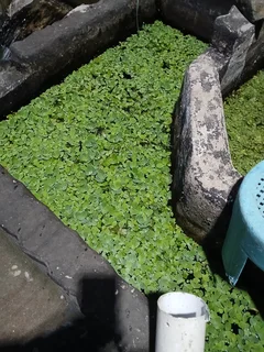 Water lettuce for ponds