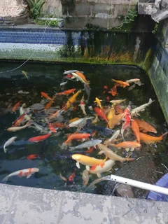 Koi fish