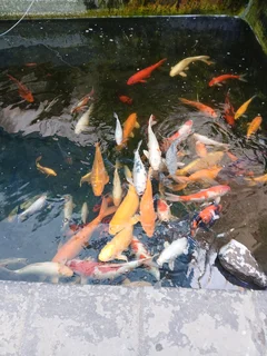 Koi fish