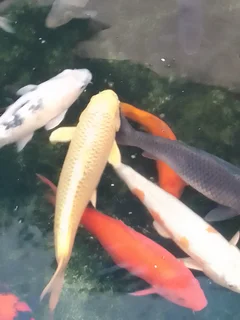 Koi fish