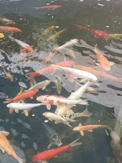 Koi fish