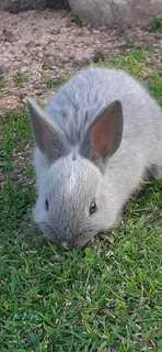 Baby bunnies for sale