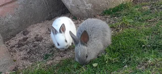 Baby bunnies for sale