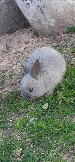 Baby bunnies for sale
