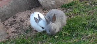 Baby bunnies for sale