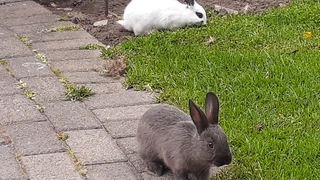 Baby bunnies for sale