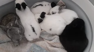 Bunniesbfor sale not for consumption