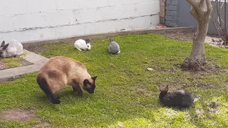 Bunniesbfor sale not for consumption