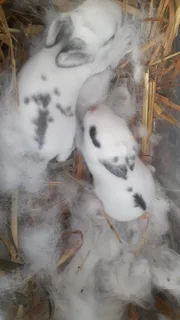 Bunniesbfor sale not for consumption