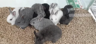 Bunniesbfor sale not for consumption