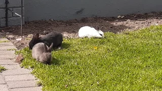 Bunniesbfor sale not for consumption