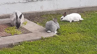 Bunniesbfor sale not for consumption