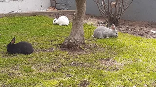 Bunniesbfor sale not for consumption