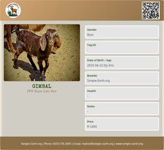 Cape Lob Ear Goat - IVG from pure stock - Buck