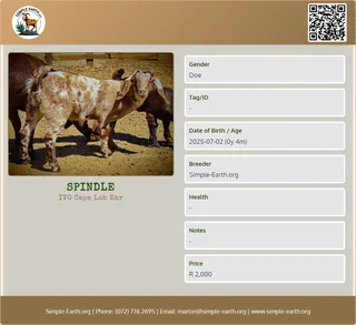 Cape Lob Ear Goat - IVG from pure stock - Doeling