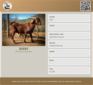 Goats - IVG Cape Lob Ear - 2 x bucks must go