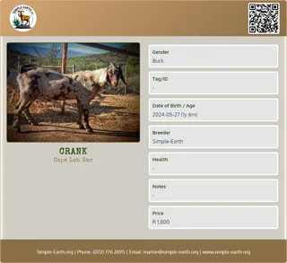 Goats - IVG Cape Lob Ear - 2 x bucks must go