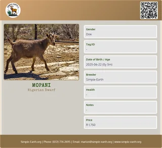 Nigerian Dwarf Goat kid - F/doe - 5months